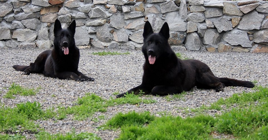 Савойская овчарка