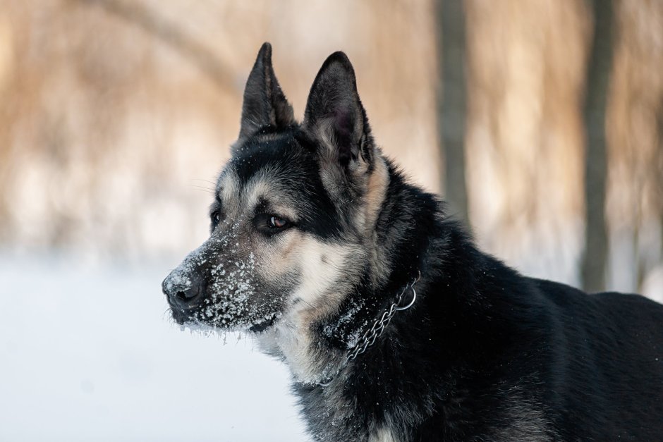 Восточно-европейская овчарка служебная