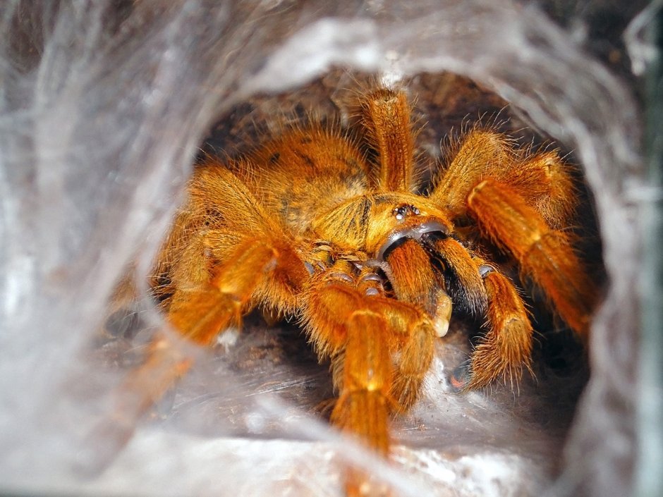 Pterinochilus murinus