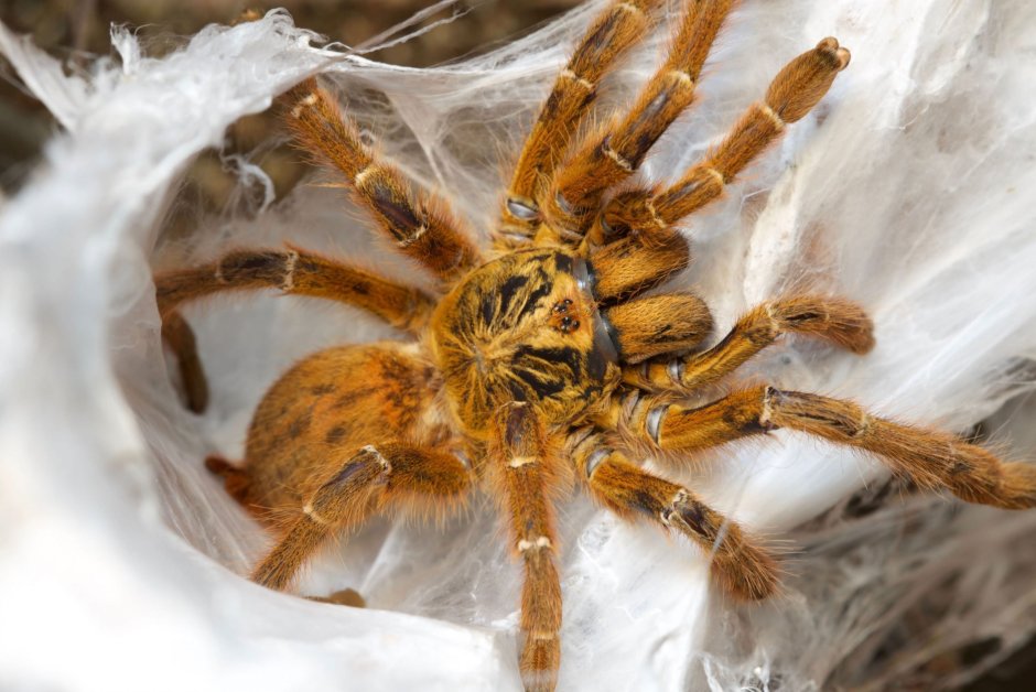 Pterinochilus murinus