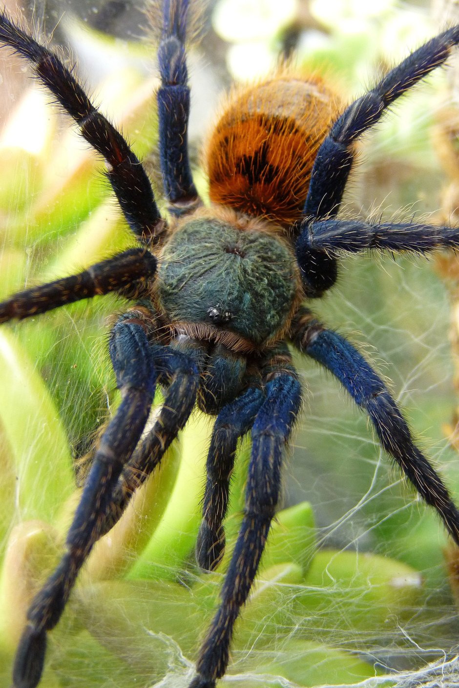 Паук Chromatopelma cyaneopubescens