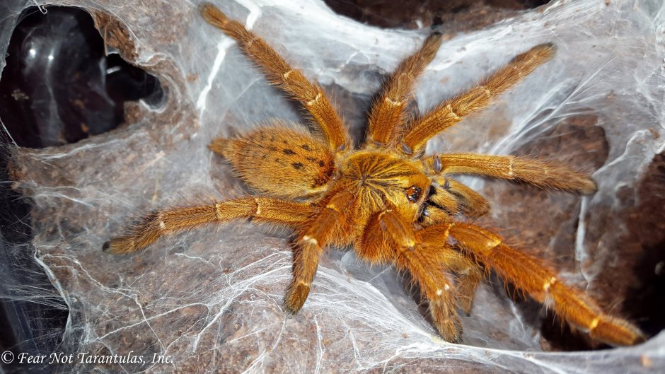 Птицееда Pterinochilus murinus