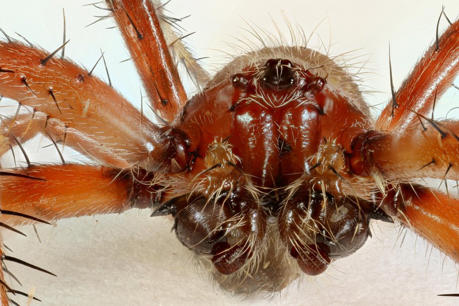Araneus Quadratus самец