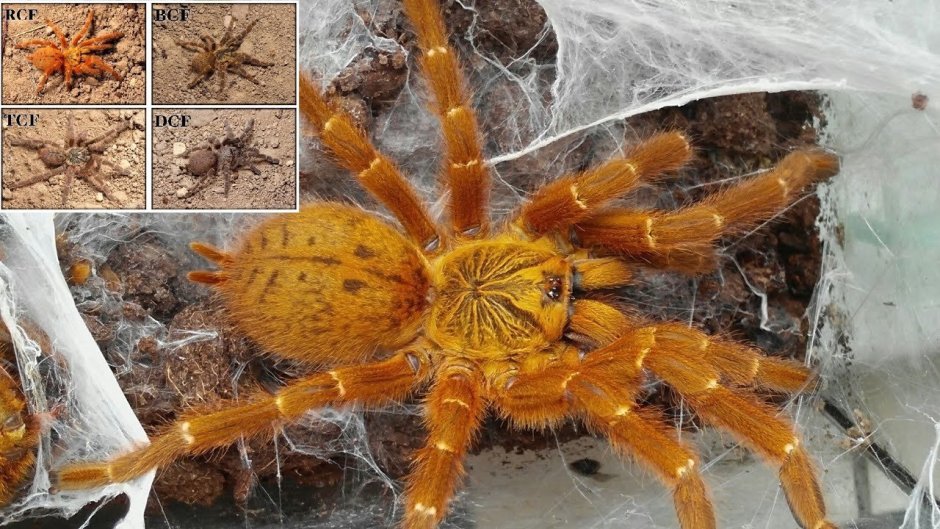 Pterinochilus murinus укус
