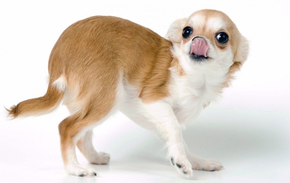 Мимимишные животные