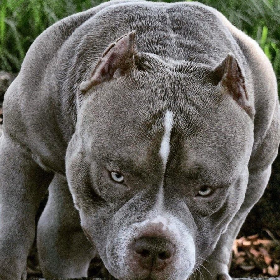 Стаффордширский терьер булли