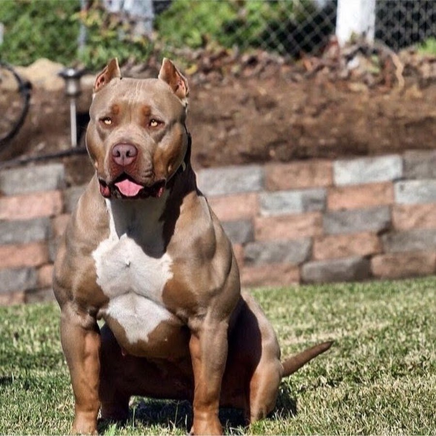 Стаффордширский терьер булли