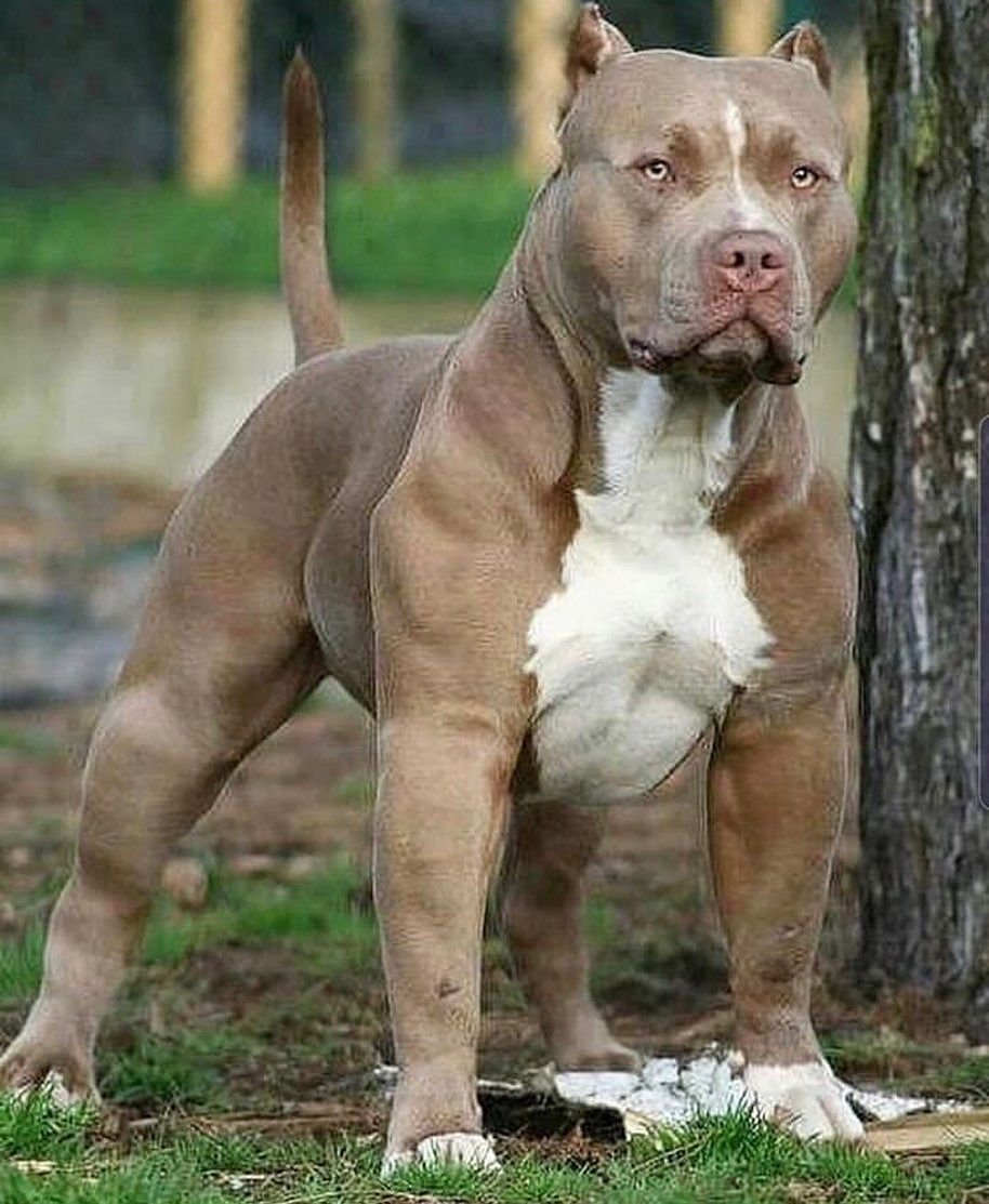 Стаффордширский терьер булли