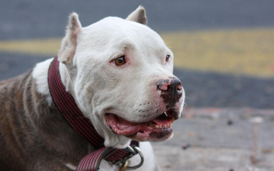 Американский питбультерьер белый