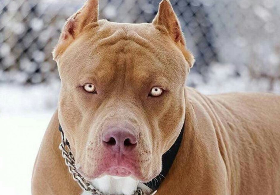 Питбуль Грозный взгляд