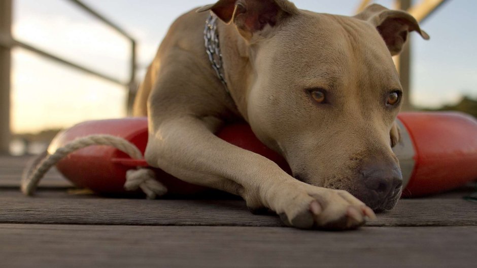 Американский стаффордширский терьер