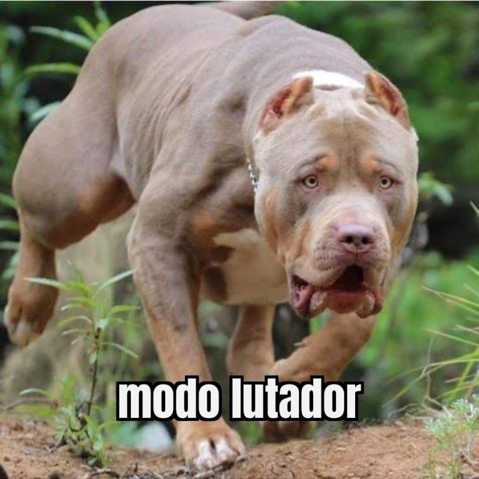 Красноносый питбуль