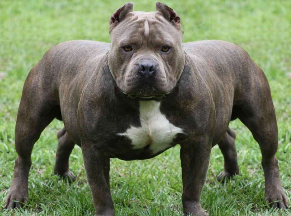 Запрещённые бойцовские собаки