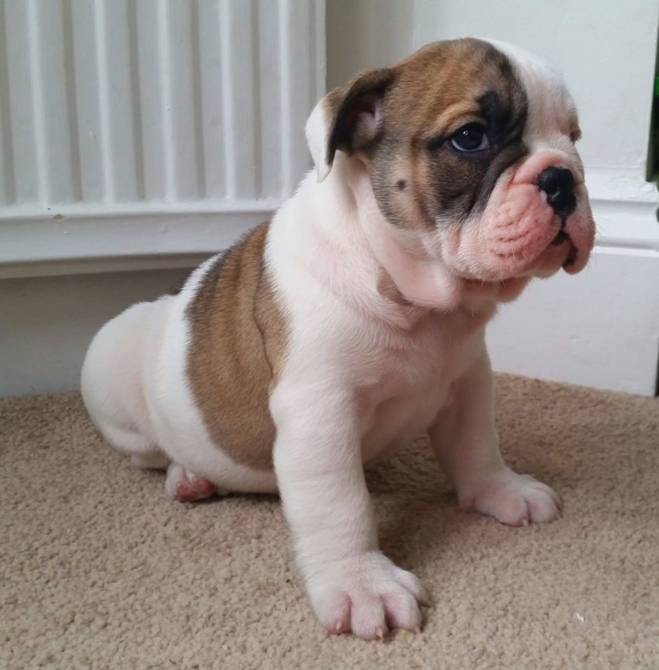 Memes with Bulldogs