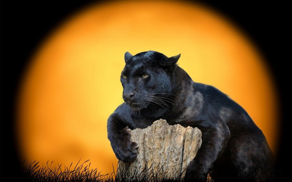 Черная пантера Nat geo Wild