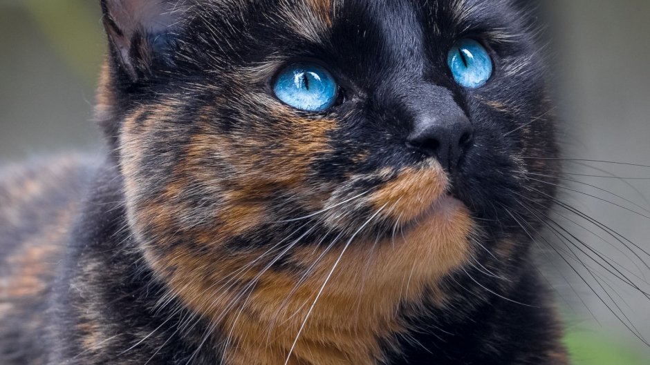 Tortoiseshell Cat порода