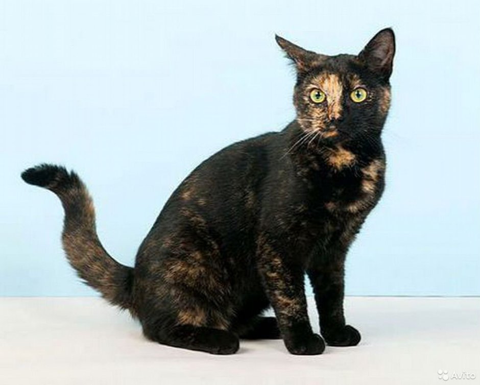Tortoiseshell Cat порода кошек