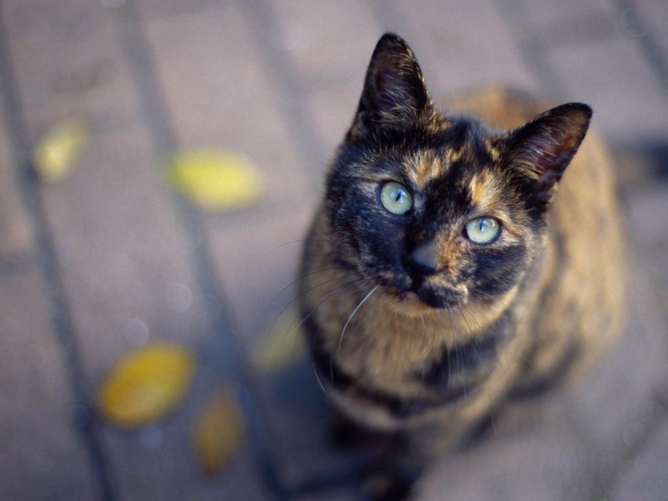 Разноцветная кошка