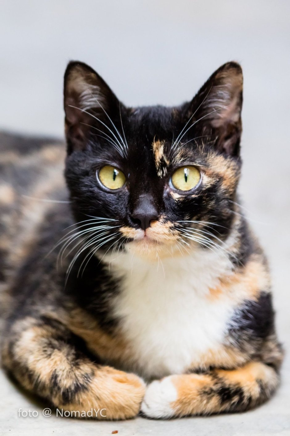 Tortoiseshell Cat порода