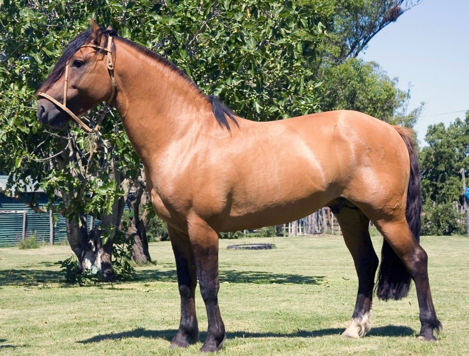 Чалая аргентинский Криолло