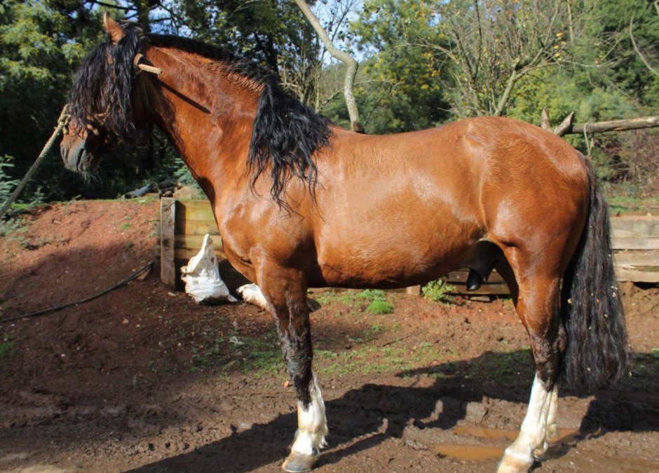 Chileno Horses