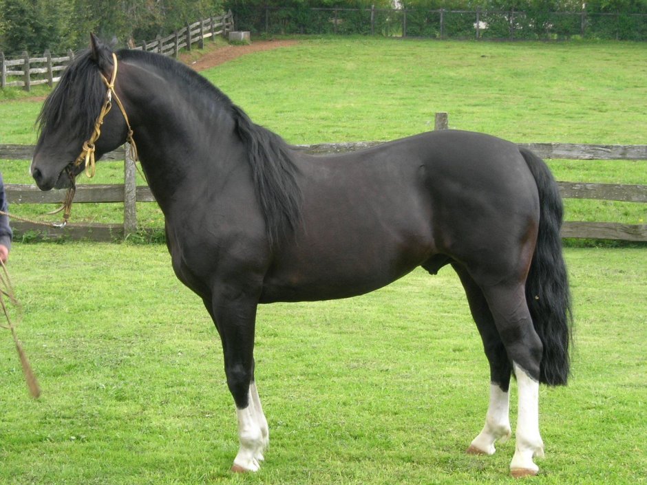 Chileno Horses