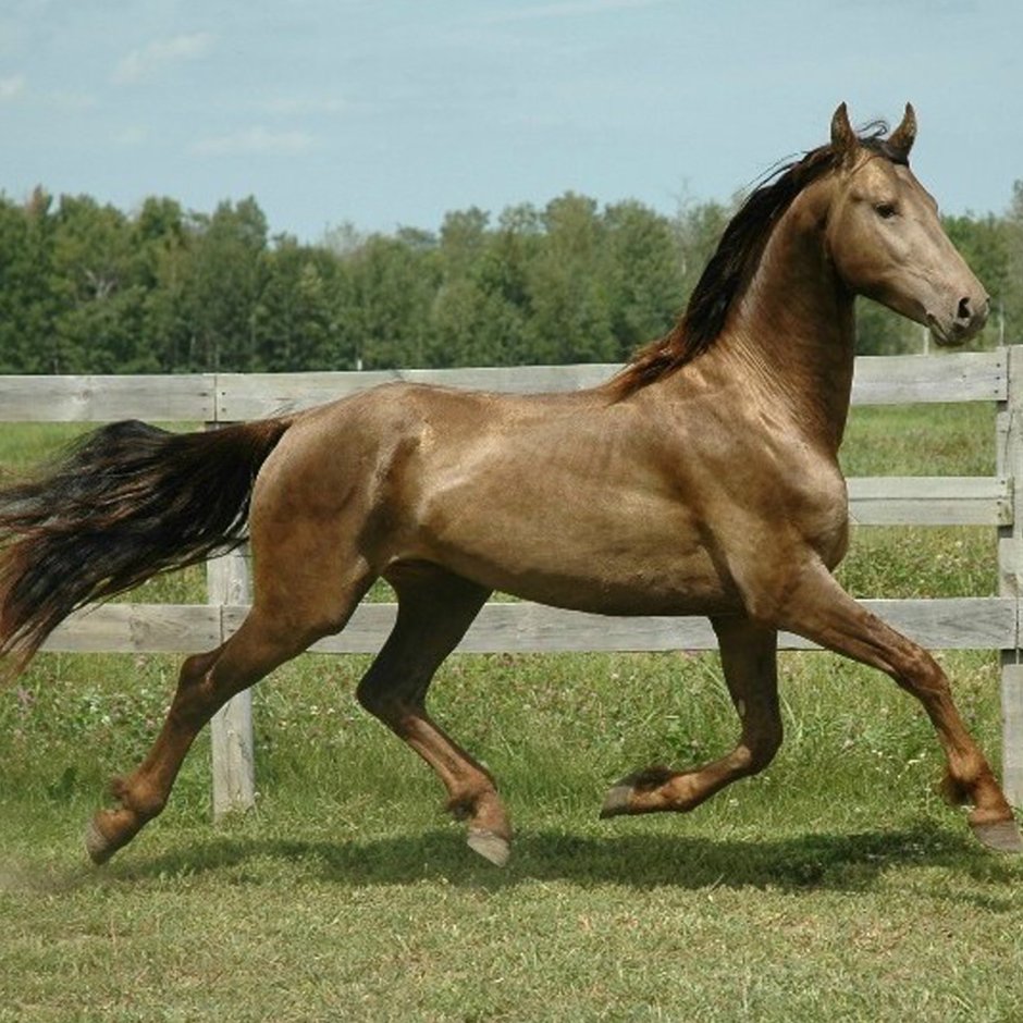Криолло лошадь