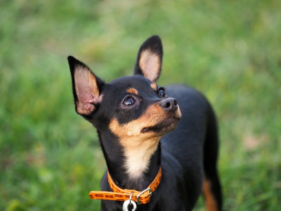 Тойтерьеры гладкошерстные