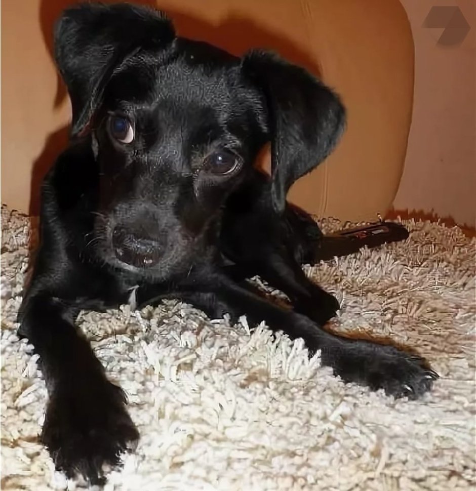 Пинчер терьер черный