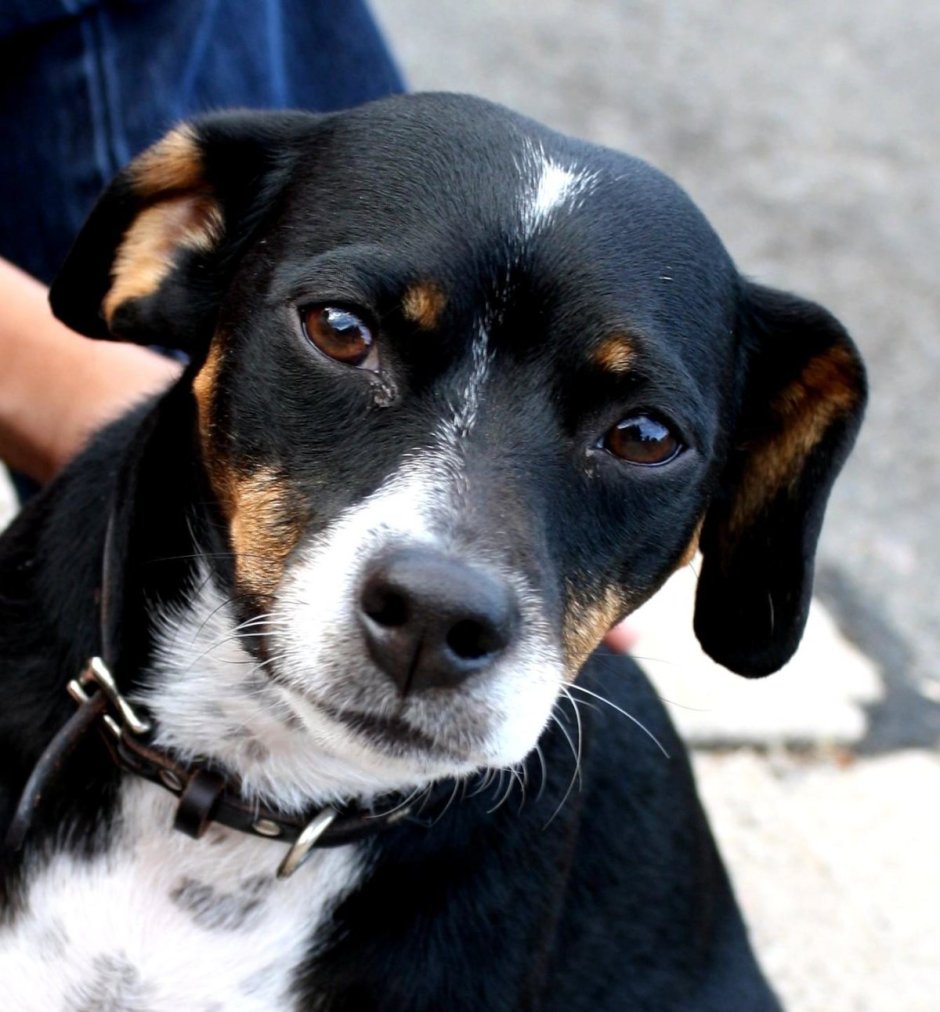 Зененхауден гладкошерстный