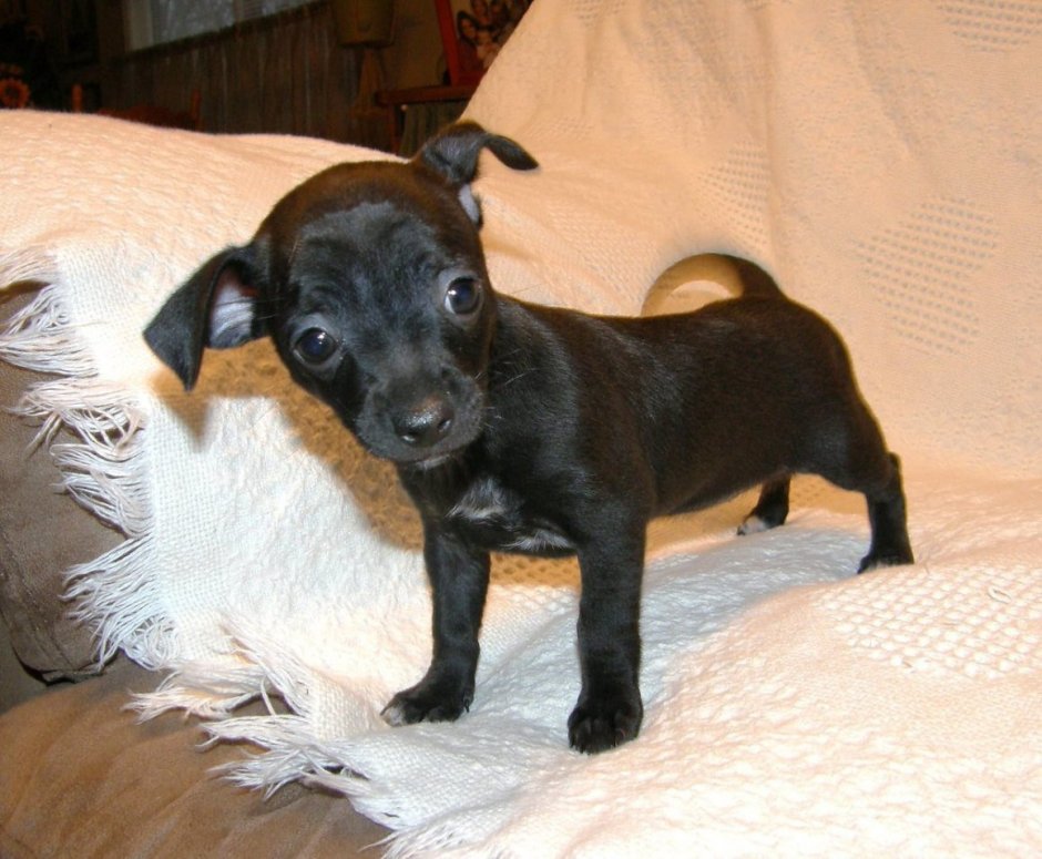 Щенок чихуахуа черный