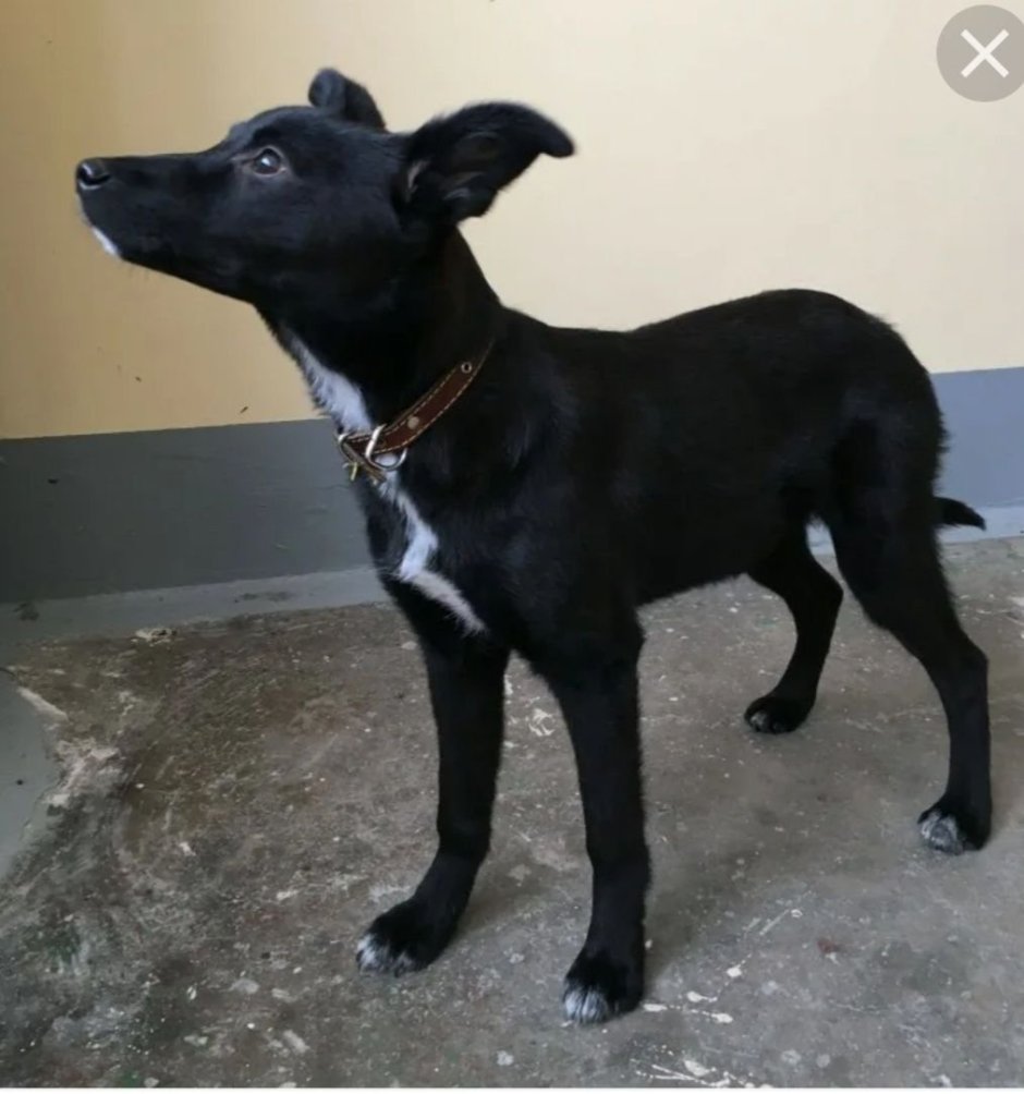 Дворняжка короткошерстная чёрная