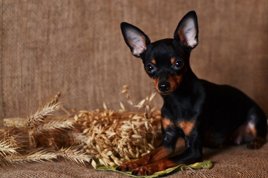 Карликовый терьер