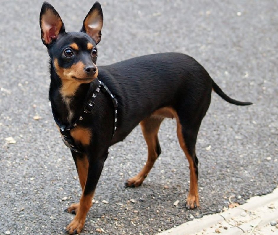 Доберман-пинчер карликовый