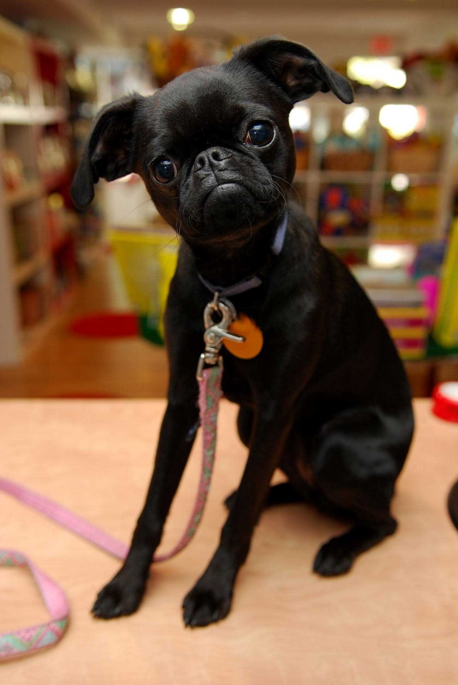 Собака Грифон короткошерстный черный