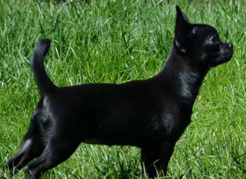 Чихуа черная гладкошерстная