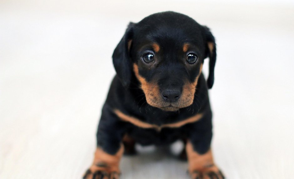 Маленькая черная собака