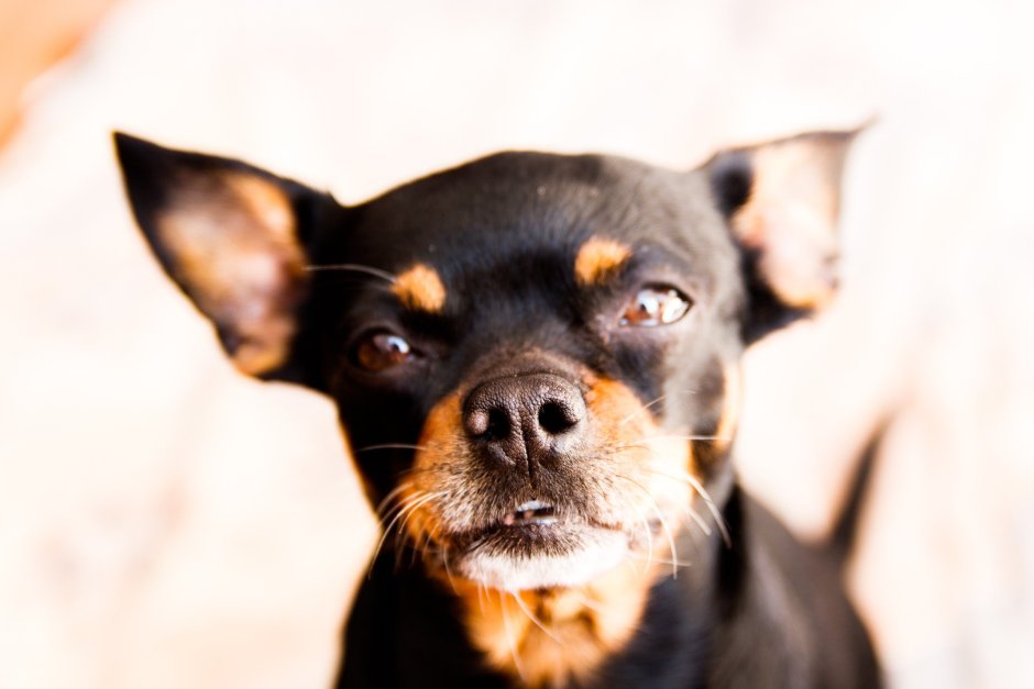 Той терьер пинчер