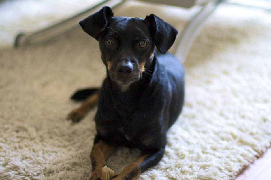 Маленькие породы собак неприхотливые в уходе