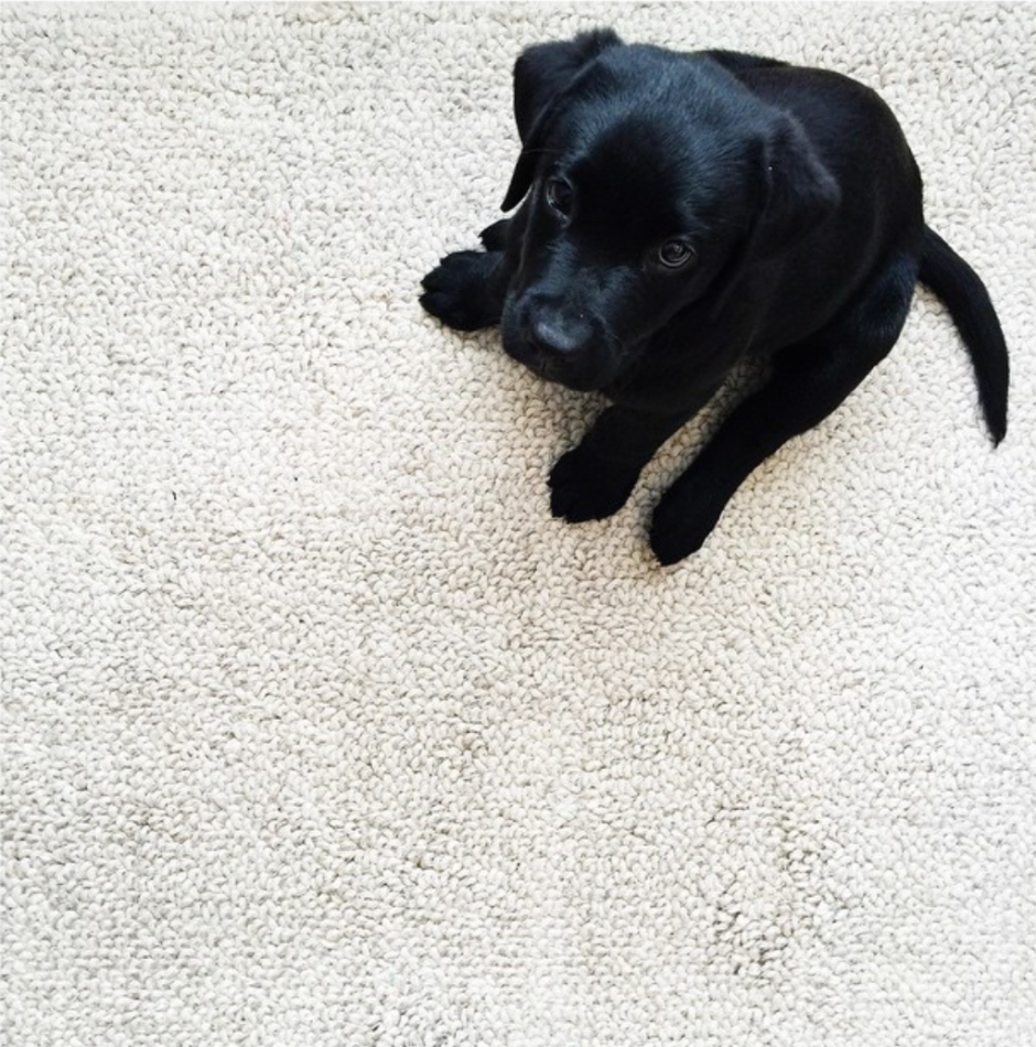 Маленький лабрадор черный