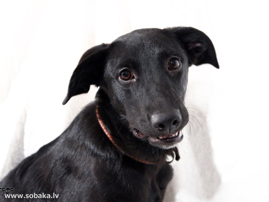 Терьер гладкошерстный черный
