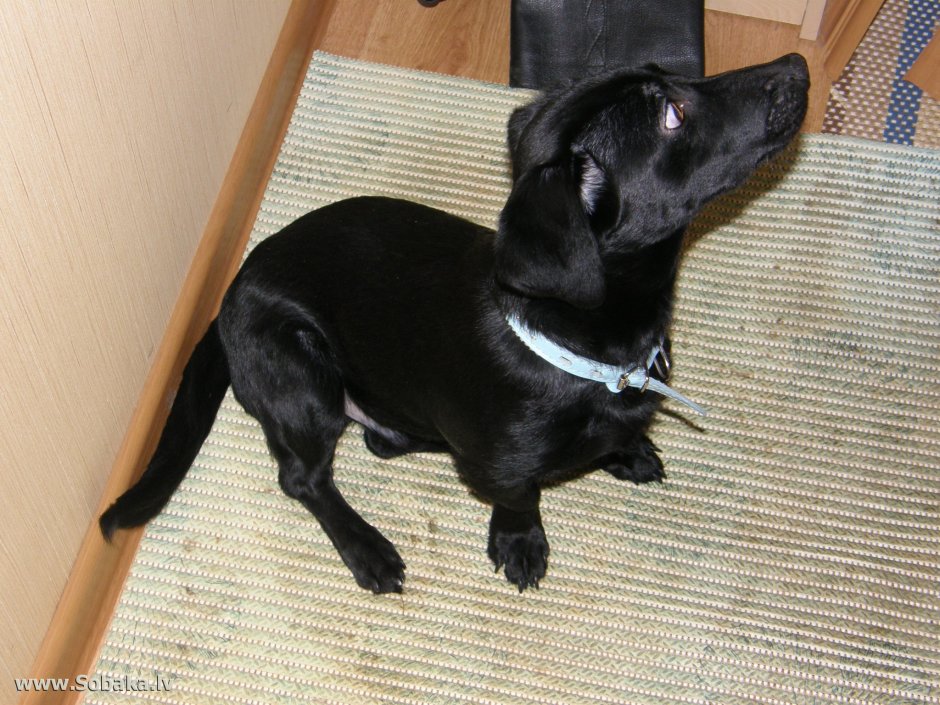 Черные собаки гладкошерстные маленьких пород