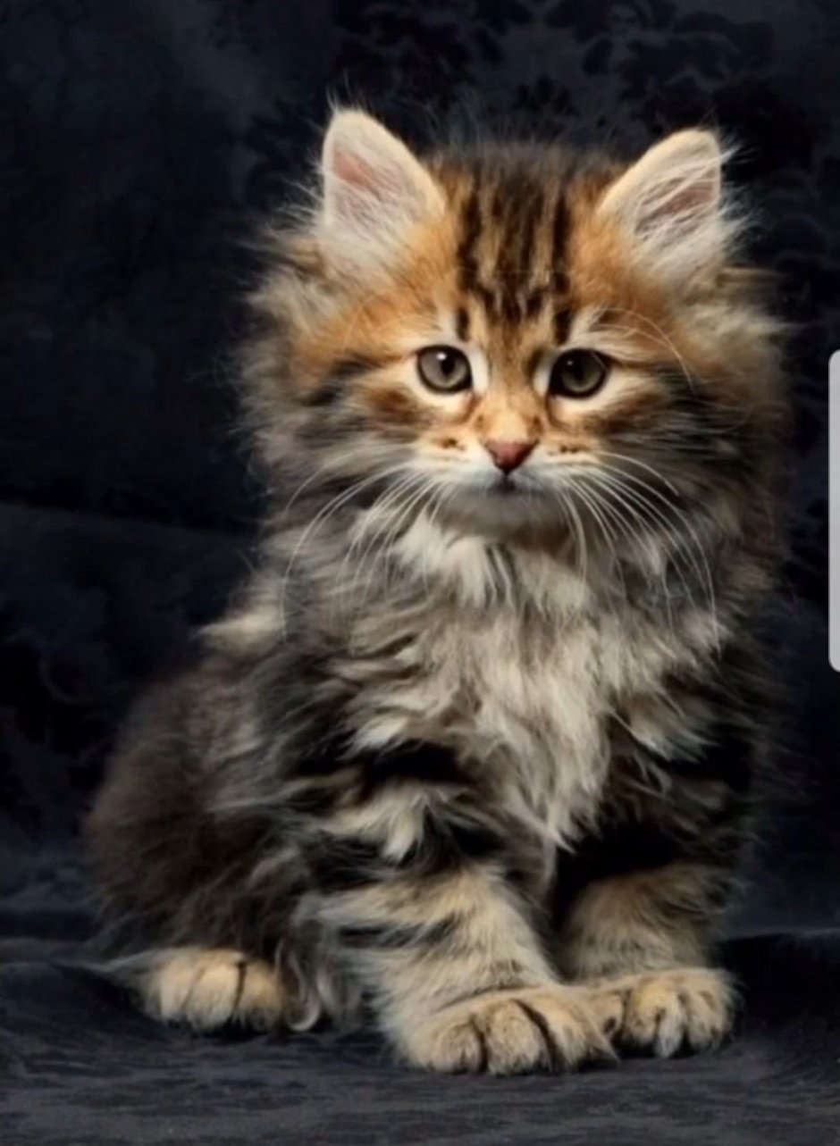 Русская Сибирская кошка котята