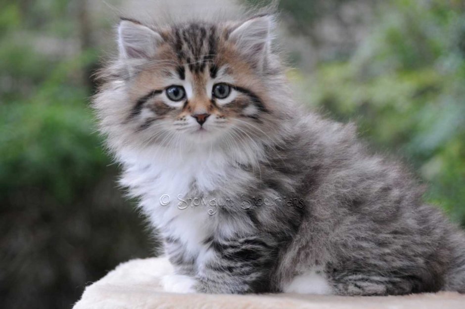 Сибирские котята