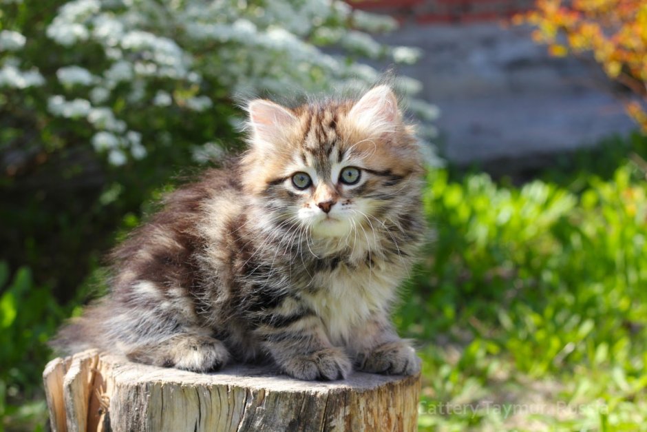 Сибирские тигровые котята