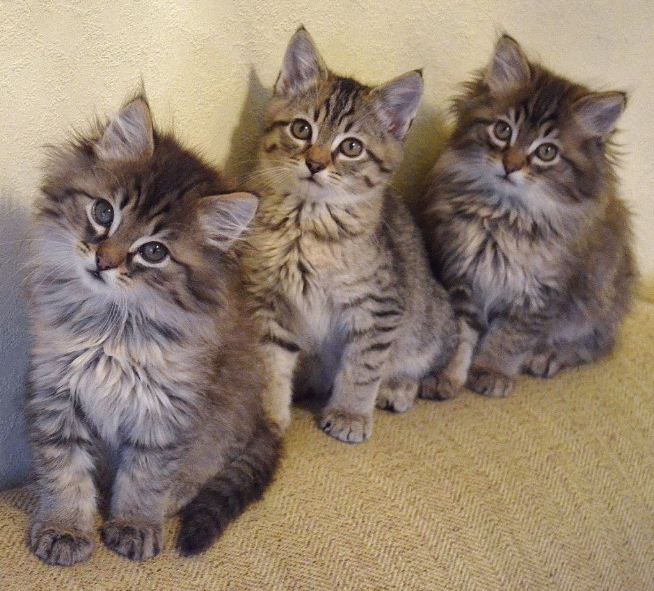 Черный Сибирский котенок