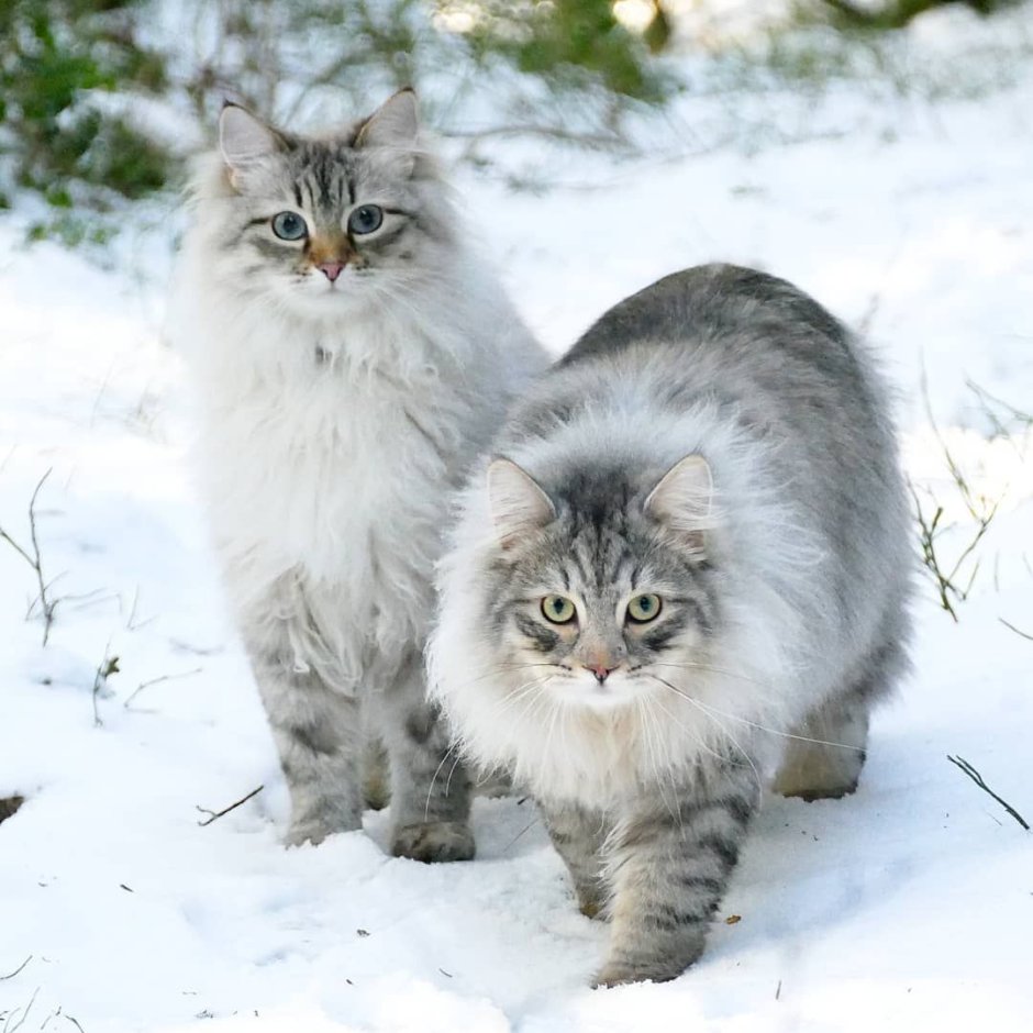 Сибирская кошка котята