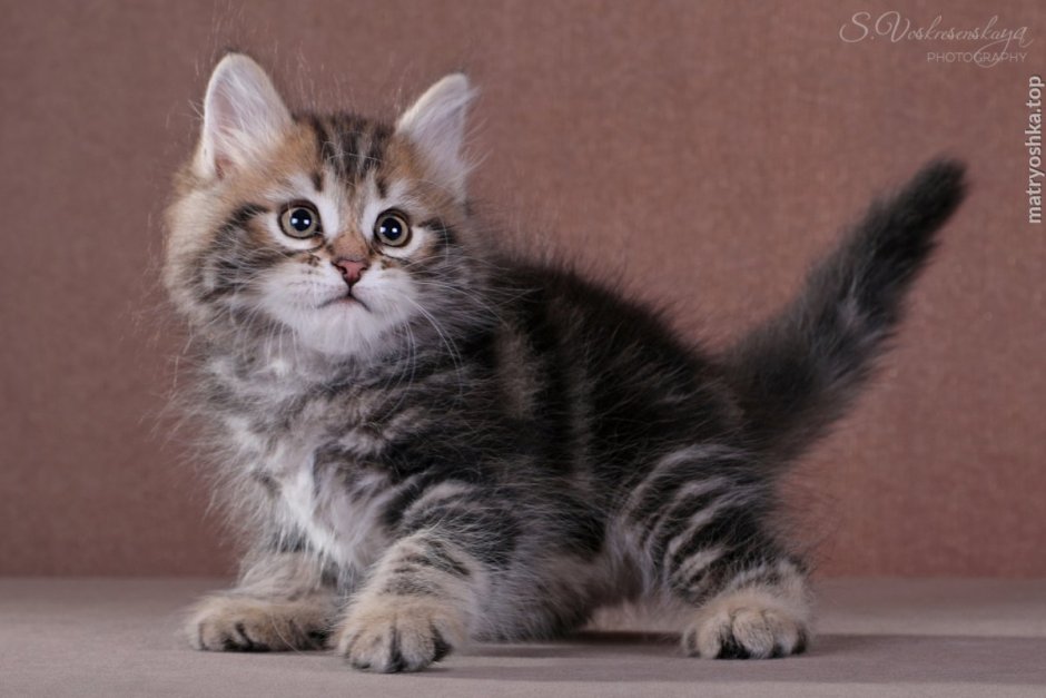 Сибирская кошка зимой