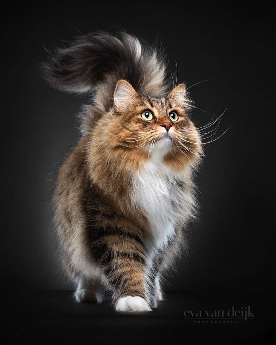 Сибирская кошка