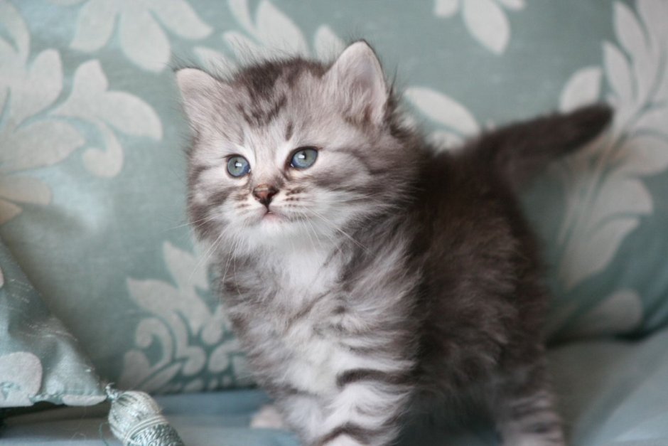 Сибирский котенок обои